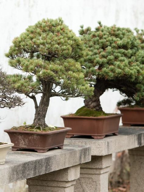 Expensive Plants, Red Maple Bonsai, Japanese Red Maple, Bonsai Tree Types, Bonsai Tree Care, White Pine Tree, Bonsai Styles, Japanese Bonsai, Fast Growing Trees