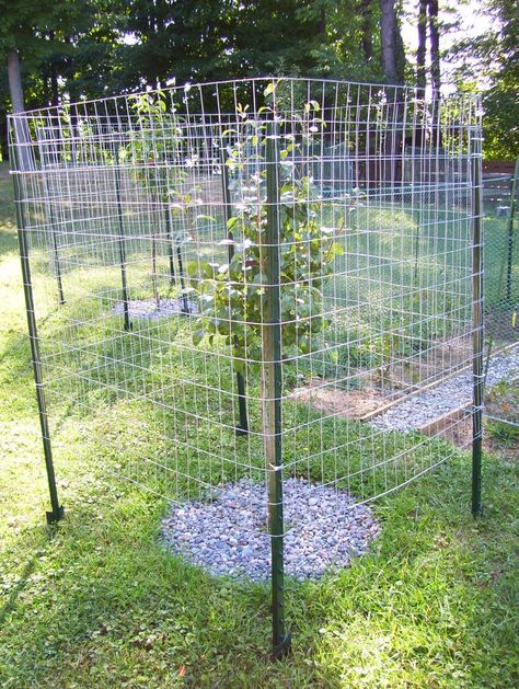 Deer Proof Fruit Trees, Apple Tree Fence, Fruit Tree Protection From Deer, Deer Fence Around Fruit Trees, Fruit Tree Fence, How To Protect Trees From Deer, Protecting Trees From Deer, Protect Fruit Trees From Deer, Protect Trees From Deer