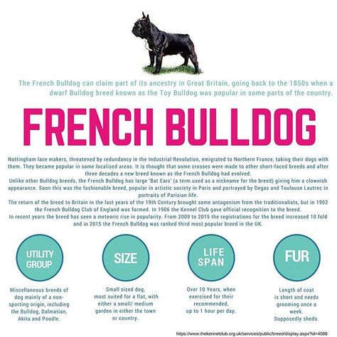 Breed information for the adorable French Bulldog⠀ .⠀ .⠀ .⠀ .⠀ .⠀ .⠀ .⠀ .⠀ .⠀ .⠀ .⠀ .⠀ .⠀ #breed #info #Infographic #Frenchie #frenchbulldog #frenchbulldogs #follow #instapet #petinsurance #vetsurepet #dog #dogsofinstagram #dogs #dogsofinsta #wednesday #wednesdaynight French Bulldog Information, French Bulldog Drawing, Bulldog Drawing, Fawn French Bulldog, French Bulldog Breed, White French Bulldogs, Toy Bulldog, French Bulldog Facts, Dog Breeds List