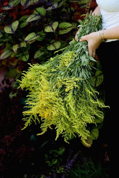 Goldenrod (Solidago sp.) at the perfect stage for harvesting (the individual flowers are just beginning to open) Goldenrod Benefits, Sambucus Canadensis, Fall Herbs, Clear Sinuses, Goldenrod Flower, Medicinal Wild Plants, Elder Flower, Yarrow Flower, Wild Foraging