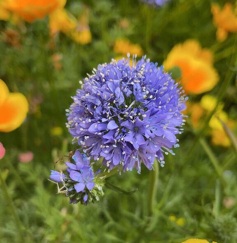 Oregon Native Flowers, Oregon Native Plants, Oregon Flowers, Germinating Seeds, Backyard Habitat, Pr Campaign, Native Plant Landscape, Oregon Garden, Oregon Landscape