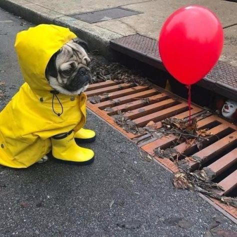 Noooooooooooooooooo dont attack the dog ! #pennywise #itmovie2017 #itmovie #stephenking Funny Pug Pictures, Doug The Pug, Baby Pugs, Pug Pictures, Funny Dog Memes, A Pug, Pug Puppies, Pugs Funny, Funny Animal Jokes