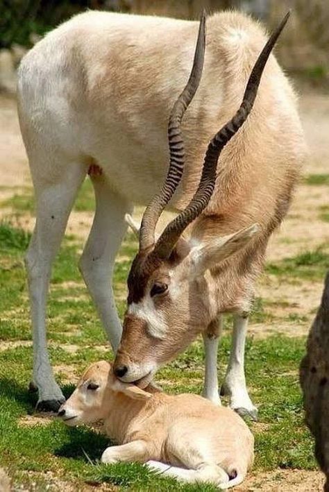 Addex Antelope.   These guys change color during the seasons Interesting Animals, Mule Deer, Rare Animals, Manx, Endangered Animals, African Wildlife, African Animals, Animals Of The World, Animal Planet