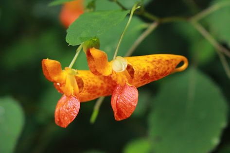 Jewelweed Salve Recipe, Marigold Salve, Homemade Calendula Salve, Calendula Salve With Shea Butter, Jewelweed Salve, Calendula And Plantain Salve, Medicinal Wild Plants, Herbal Remedies Recipes, Salve Recipes