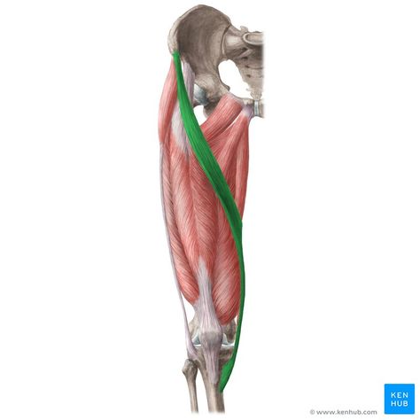 Sartorius muscle (Musculus sartorius); Image: Liene Znotina Femoral Triangle, Sartorius Muscle, Hip Anatomy, Femoral Nerve, Aortic Valve Replacement, Abdominal Aorta, Leg Anatomy, Fascia Lata, Arteries And Veins