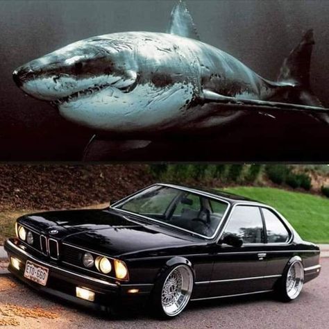 Bmw 635 Csi, Bmw 635, Land Shark, Bmw E24, Bmw Vintage, Bmw E28, Bmw Classic Cars, Bmw 6 Series, Bmw Love