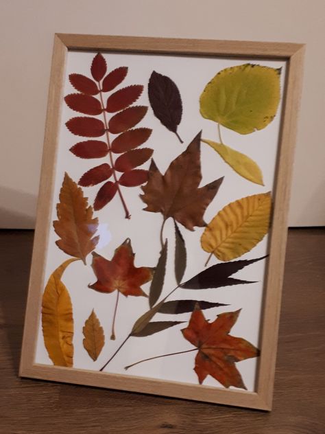 How To Frame Leaves, Leaf Frame, Framed Pressed Leaves, Pressed Leaves Framed, Fall Leaves In Picture Frames, Leaf Print Art, Dried Flower Picture Frame Wood, Framed Leaves, Diy Leaves