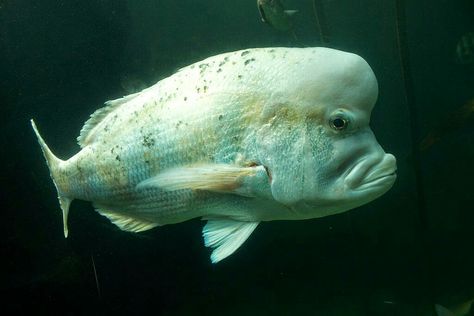 Sargo cabezon Biodiversity Day, Ocean Aquarium, Sea Bream, Cape Coast, Knysna, Big Forehead, Eastern Cape, White Fish, Cape Town South Africa