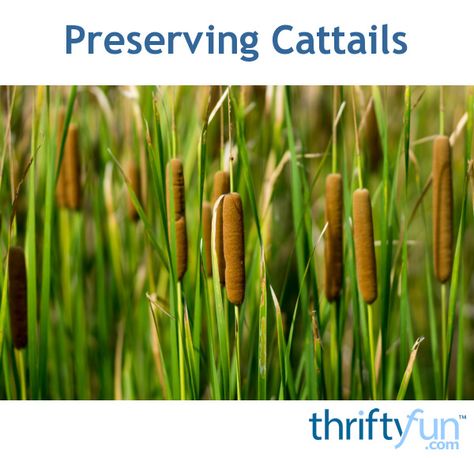 This is a guide about preserving cattails. Without some type of preservation measures cut cattails will eventually release their seeds sending fluff everywhere. Preserving Cattails, Grapevine Crafts, Cat Tails, Types Of Herbs, Mini Plant, Cemetery Flowers, Bee Balm, Indoor Herb Garden, Dry Flowers