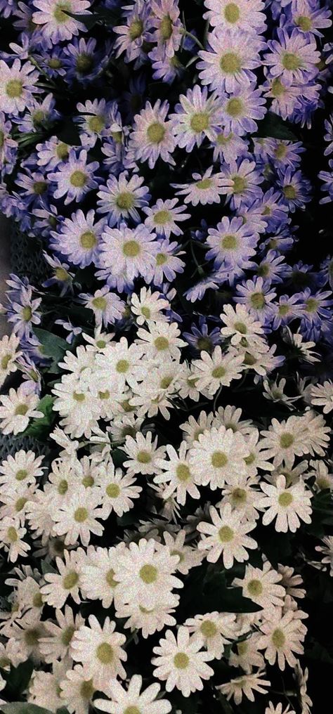 White daisy ft Purple daisy Lavender Daisy Wallpaper, Daisy Flower Wallpaper, Daisy Wallpaper, Purple Daisy, White Daisy, Daisy Flower, Flower Wallpaper, Daisy, Lavender