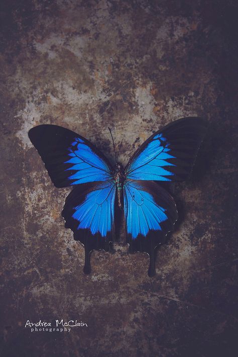 Dark Ivy, Bestie Tattoo, Rose Tattoos For Women, Blue Butterfly Wallpaper, Blue Names, Good Photo Editing Apps, Butterfly Background, Blue Morpho, Butterfly Illustration