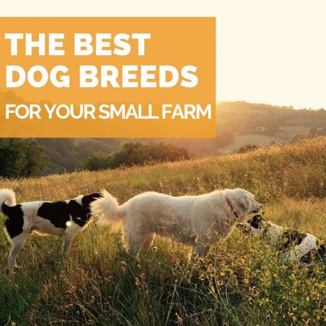 Small Backyard Farm, Farm Dogs Breeds, Farm Backyard, Best Farm Dogs, Dog Farm, Backyard Farm, Livestock Guardian Dog, Livestock Guardian, Dog Breeds Medium