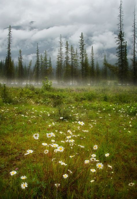 wildflowers, misty mountain meadow in the Canadian Rockies Dream Location, Landscape Inspiration, Fantasy Tattoos, Scenery Pictures, Scenic Photography, Wild Beauty, Seasons Change, Meadow Flowers, Drawing Inspo