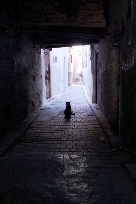 Cat sitting in an alleyway Jellicle Cats, Warrior Cats Series, Cat Lounge, Ninja Cats, Cat Stories, Alley Cat, Curious Cat, Cat Sitting, Cats Meow