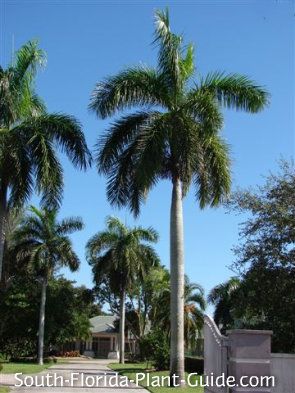 Royal Palm Roystonea regia The huge, gorgeous royal palm tree is thought of by many as the worlds most beautiful palm. Soaring to heights 80 feet tall, this giant palm tree is one of the most sought-after landscape palms for elegant South Florida homes. Royal Palm Tree, Palm Tree Flowers, Native Plant Landscape, Florida Trees, Florida Palm Trees, Florida Plants, West Palm Beach Florida, Palm Trees Beach, Home Exterior