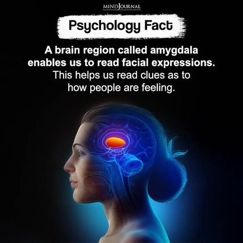 The amygdala helps us read others' emotions and is vital for processing threatening and fearful stimuli. #facts #factcheck #factsdaily #humanpsychology #psychology #brainscience #mentalhealthsupport **Study link in post Physcology Facts, Psychology Notes, Jungian Psychology, Psychological Facts Interesting, Psychology Studies, Basic Anatomy And Physiology, Understanding Emotions, Brain Facts, Psychology Says