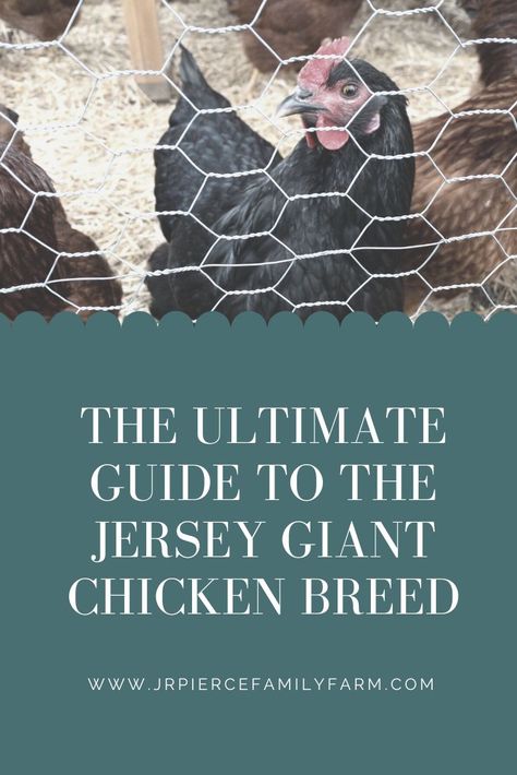 Thinking about raising Jersey Giant chickens? These behemoth birds are perfect for a backyard flock. Here are some reasons why (and some helpful tips!). #raisingchickens #chickenfarming #backyardchickens #homesteading #jerseygiant #jrpiercefamilyfarm Jersey Giant Chickens, Giant Chicken Breeds, Diy Watering System, Jersey Giant, Chickens Backyard Breeds, Goats And Chickens, Giant Chicken, Cute Chicken Coops, Farm Chickens