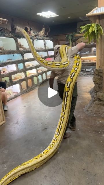 Jay Brewer on Instagram: "GIANT SNAKE COMING THROUGH😳 Just an average workout for the day💪 Who needs weight when I can just move these giants around😂
•
•
•
•
#moving #heavy #giant #big #snakes #huge #massive #animals #wild #wildlife #beautiful #amazing #lifestyle #reptile #style #cool #video #moments #fun #funny #python #reels #reelsinstagram #reelitfeelit #insta #instagram #instagood #instadaily #instalike #instamood" Biggest Snakes In The World, Snake Enrichment, Big Snakes, Vine Snake, Snake Tank, Giant Snake, Colorful Snakes, Reptile Room, Clydesdale Horses