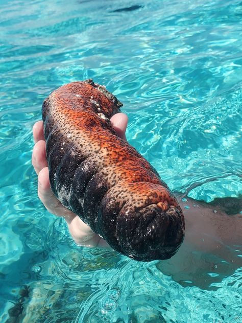 Donkey Dung Sea Cucumber from Hopkins on March 12, 2020 at 09:57 AM by Mariah Porter Sea Cucumbers, Weird Fruit, Brittle Star, Naruto Games, Strange Animals, Big Sea, Sea Cucumber, Molluscs, Interesting Animals