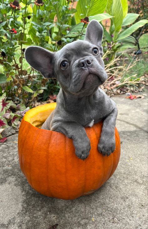 Cute Fall Dog Pictures, Halloween Puppy Photoshoot, Frenchie Photoshoot Ideas, Fall Dog Pictures, Dog Photo Ideas, Cute Puppy Photos, Halloween Puppy, Autumn Dog, Animal Photoshoot