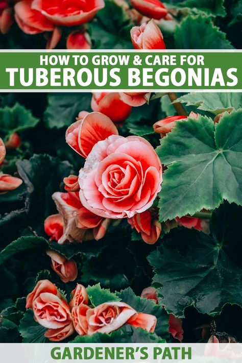 Aesthetic Options, Tuberous Begonia, Vegetable Garden Beds, Stunning Flowers, Potted Plants Outdoor, Bloom Where Youre Planted, New Aesthetic, Garden Bulbs, Woodland Garden