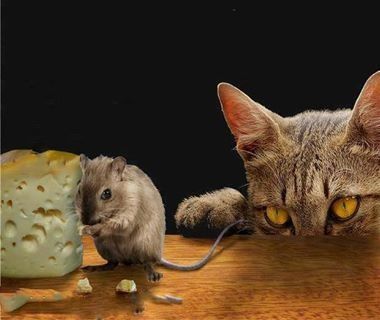 . Mouse Eating Cheese, Animal Mask Templates, Mouse Eating, Cat Eat, Animal Encounters, Cat Watch, Mask Template, Animal Masks, Folk Tales