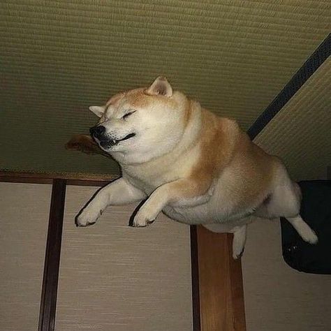 Shiba Inu Funny, Flying Dog, Shiba Inu Puppy, Teacup Chihuahua, Shiba Inu Dog, Silly Dogs, Funny Dog Pictures, Funny Animal Jokes, Animal Pics