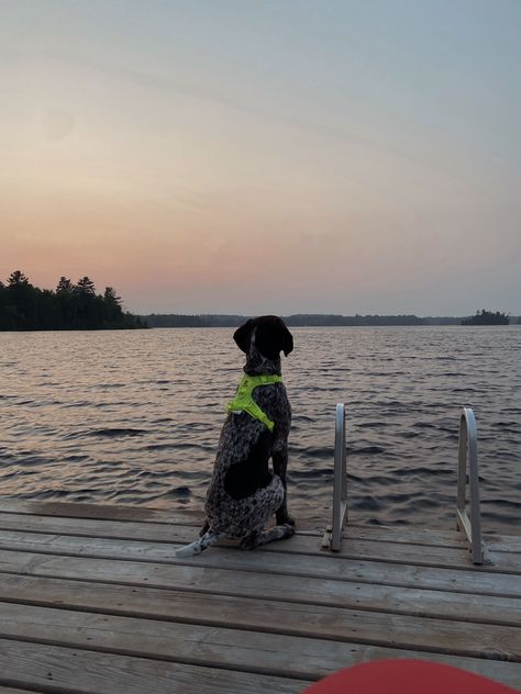 gsp puppy | german shorthair pointer | german shorthair pointer puppy | puppy aesthetic | puppies at the cottage | summer dog Gsp Aesthetic, Aesthetic Puppies, German Shorthaired Pointer Puppies, Gsp Puppy, German Short Haired Pointer Puppy, 2025 Prayer, 2024 Lifestyle, Pointer Puppy, Puppy Aesthetic