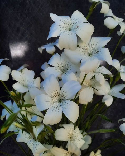 Agrostemma ‘Ocean Pearls’ also known as Corn cockle are in bloom in the garden now. Ocean Pearls has prominent fluted five-petaled white flowers highlighted with golden bronze streaks that dangle from the tops of tall silvery-grey stems. Can easily be sown outdoors in early spring. Deadhead early in season for continuous cut flower production. Corncockle will thrive in under cool conditions. #homegarden #homegrown #gardenlife #coolflowers #zone5b #flower #flowers #flowerstalking #flowerlov... Corn Cockle, Floral Photography, Flower Lover, Early Spring, In Bloom, Cut Flowers, Amazing Flowers, In The Garden, Spring Flowers