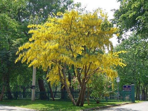 Laburnum anagyroides  (Golden Chain Tree, deciduous) Zone 7 Trees, Laburnum Anagyroides, Cassia Fistula, Golden Chain Tree, Pinterest Plant, Sequoiadendron Giganteum, Ocean Villa, Gray Roses, Toxic Plants