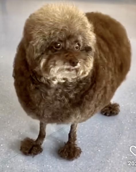 Round Dog Haircut, Funny Dog Haircut, Bald Dogs, Crazy Dog Pictures, Mulch Gang, Sims Pets, Dog Crossbreeds, Ugly Dogs, Goofy Dog