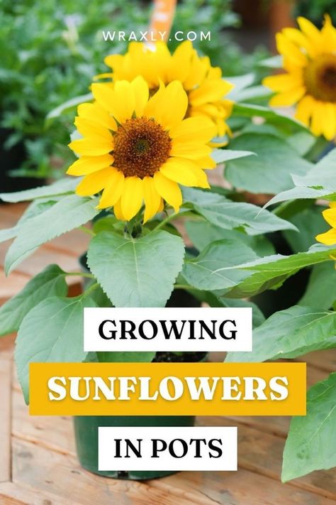 Growing Sunflowers Outdoors, Sunflowers In A Pot, Sunflower Planting, Planting In Pots, Sunflower Seedlings, Shade Plants Container, Grow Sunflowers, Potted Sunflowers, Diy Container Gardening