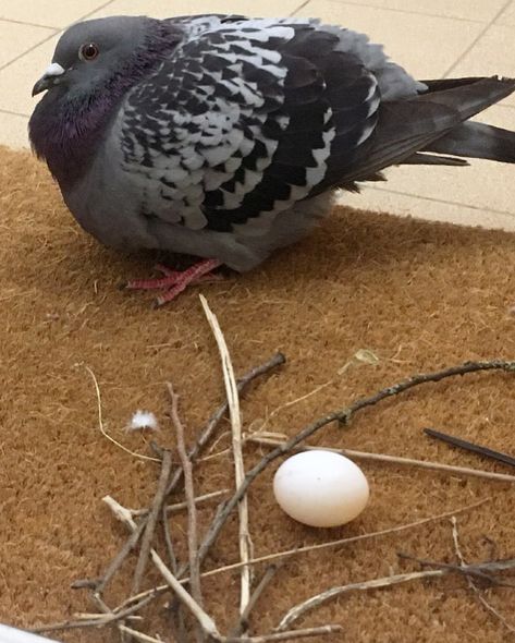 Pigeons are really bad at making nests. Pigeons don’t know how to make sturdy nests. Their ancestors, European Rock Doves, live in areas with scarce building materials. This makes those wild birds put less effort into building nests, which has passed along to the pigeons. Basically they just need a few twigs to keep the eggs from rolling off. Pigeon Keeping, Funny Pigeon, Fancy Pigeons, Pigeon Nest, Cute Pigeon, Fat Bird, Dove Pigeon, Reference Pics, Gull