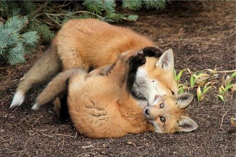 Animal Couple Aesthetic, Fox Couple, Animal Couple, Fox Tail, Pet Fox, Pretty Animals, Fox Art, Cute Fox, Nalu