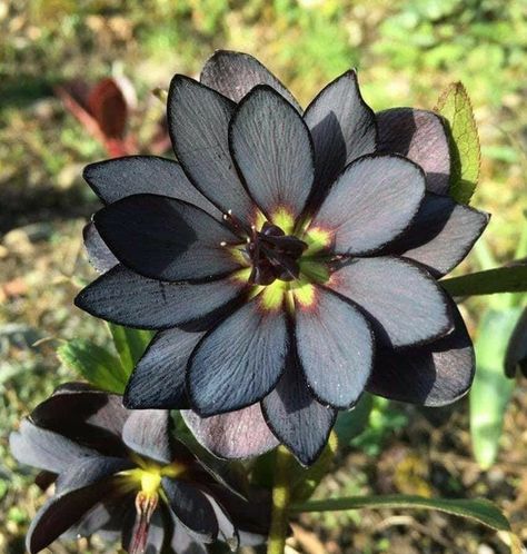 samantha💫 on Twitter: "Black Hellebore flowers… " Goth Garden, Black Lotus, Gothic Garden, Black Garden, Unusual Plants, Unusual Flowers, Rare Flowers, Pretty Plants, Black Flowers