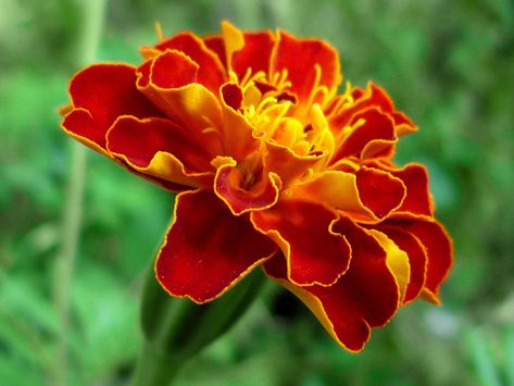 Marigold Reference, Flower Reference, Marigold Flower, Animal Portraits, Pose References, Crepe Paper Flowers, Crepe Paper, Rose Tattoos, Aesthetic Images