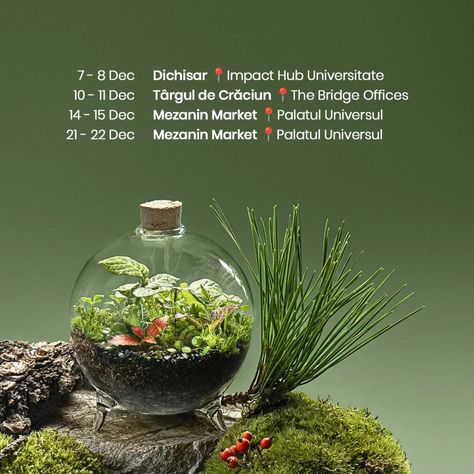 as promised, here are all the Christmas markets we'll be attending this December🌲 be sure to find loads of small and medium terrariums at each and one of these beautiful events, all adorned with the cutest tiny seasonal figurines! 🎀 as usual, all our terrariums come packed in personalized boxes + care guides, so you won't have to worry about wrapping!  Just be sure to save the dates and meet us there, if you wanna gift the greens that keep on giving🌿🎁 🔸 7-8 Dec at @dichisar.ro 🔸 10-11 Dec ... Christmas Terrariums, Christmas Markets, Christmas Market, Save The Dates, Terrarium, The Christmas, Save The Date, Dates, Figurines