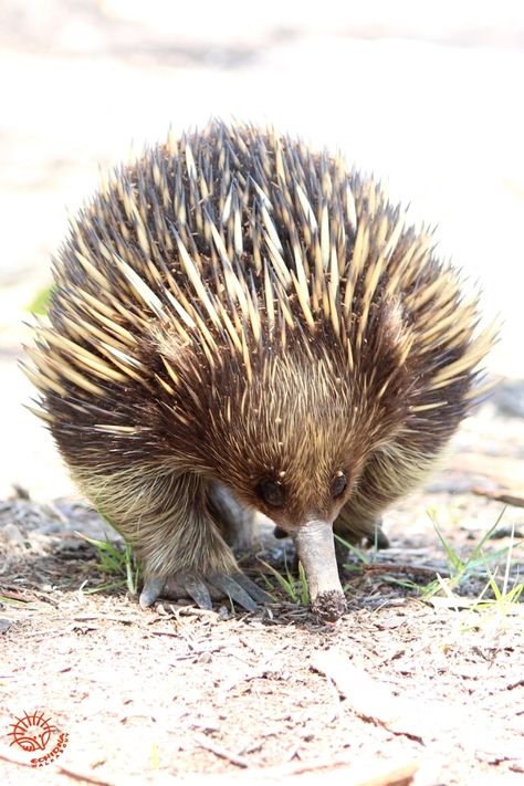 Native Australian Animals, Echidna Painting, Gippsland Australia, Ant Eater, Cute Australian Animals, Animals Australia, Aussie Animals, Australian Fauna, Regnul Animal