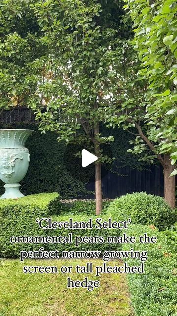 ANDREW STARK on Instagram: "Here I am giving the final touches to a set of ‘Cleveland Select’ ornamental pears I planted around 12 years ago. We trim these 3 or 4 times a year to keep them nice and bushy. #ornamentalpears #pears #clevelandselect #clevelandpears #pleach #pleaching #pleachedpears #andrewstarkgardens" Ornamental Pear Tree, Pear Trees, Garden Tips, Landscape Trees, Landscaping Ideas, Hedges, Gardening Tips, Cleveland, Front Yard