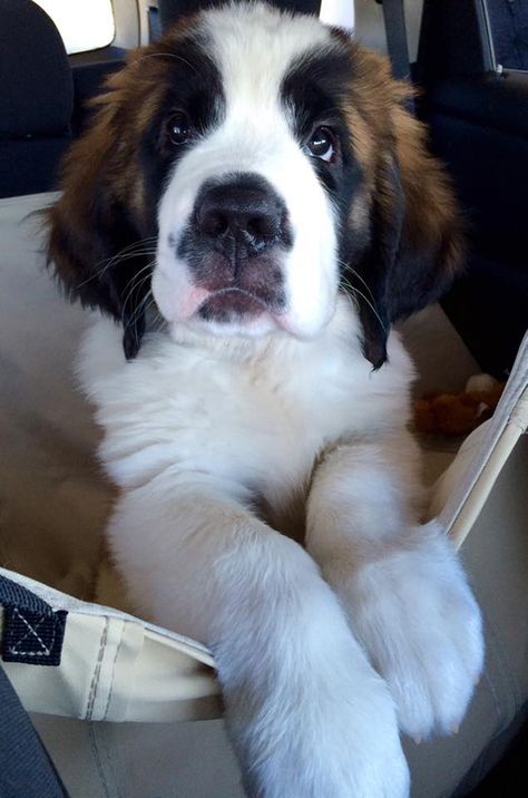 Saint Bernard Puppy, St Bernard Puppy, St Bernard Dogs, Bernard Dog, The Ritz Carlton, Bachelor Pad, St Bernard, Mountain Dog, Bernese Mountain