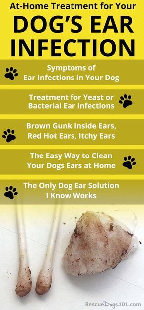 Discover how to treat your dogs ear infection without going to the vet... the number one secret to getting rid of your dogs ear infection at home is... over-the-counter dog ear infection medicine... #dogearinfection #doghealth #doghealthtips #doghealthwellness #dog #dogstuff #puppy #rescuedogs101   via @rescuedogs101 Cleaning Dogs Ears, Meds For Dogs, Dogs Ears Infection, Dog Remedies, Ear Infections, Pet Tips, Dog Health Tips, Dog Info, Dog Care Tips