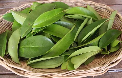 Soursop Tea Recipe, Soursop Benefits, Benefits Of Soursop, Soursop Leaves, Infographic Layout, Aesthetic Dentistry, Leaf Images, Tea Benefits, Natural Therapy