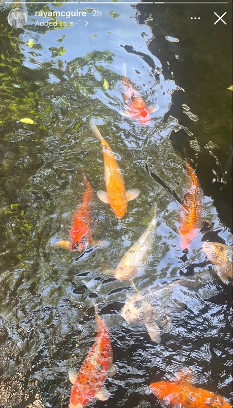 #instagramcaption instagram caption ideas insta caption inspo #instagram #insta #instastory koi fish Captions For Aquarium Pictures, Fish Captions, Koi Fish Header, Fish Aquarium Snapchat Story, Koi Fish Quotes Beautiful, Koi Fish From Above, Insta Caption, Caption Ideas, Inspo Instagram