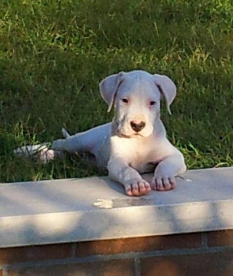 #Dogo Argentino Doggo Argentino, Dogo Argentino Puppy, Dog Argentino, Mastiff Breeds, Puppy Baby, Dogs Cute, Pitbull Puppies, American Bulldog, American Pitbull Terrier