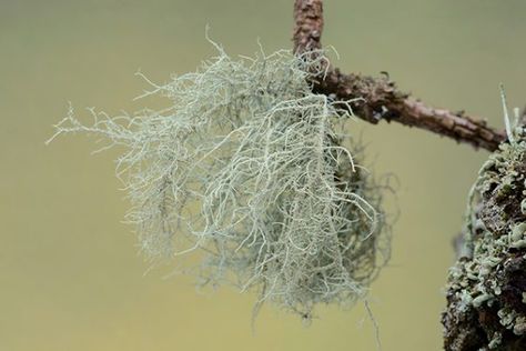 Usnea Lichen Benefits, Usnea Benefits, Foraging Recipes, Herbal Recipes, Kidney Health, Wild Plants, Do Not Eat, Stay Safe, Natural Health