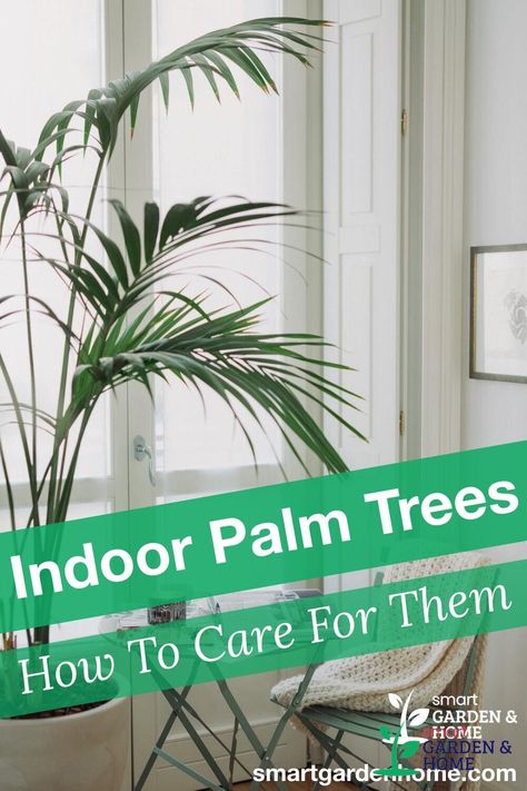 Palm Trees In Pots, Indoor Palm Plants, Palm Tree Care, Potted Palm Trees, Indoor Palm, Palm Plants, Indoor Palm Trees, Majesty Palm, Majestic Palm