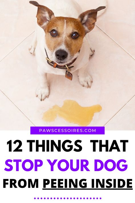 Is your house beginning to smell like urine since your dog won’t stop peeing inside? Well, luckily there are some easy ways to get your dog to stop peeing inside regardless of their age. In this article we discuss, the 8 reasons dogs pee inside, 12 tips to get your dog to stop peeing inside, and how to get male dogs to stop peeing on everything. Dog Pee On Carpet, Cleaning Dog Pee, Cleaning Pet Urine, Dog Pee Smell, Pee Smell, Dog Pee Pads, Dog Remedies, Dog Urine, Dog Behavior Problems