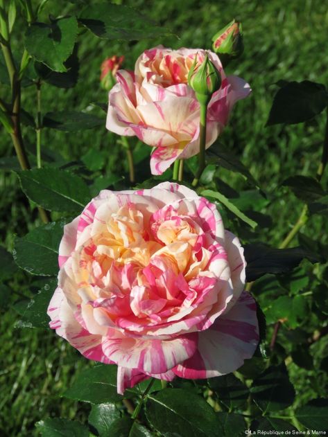 rose Julie Andrieu Julie Rose, Plant Hacks, David Austin, Pretty Roses, Garden Ideas, Google Images, Image Search, Austin, Roses