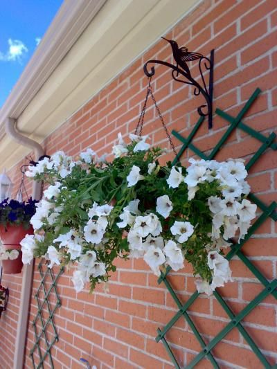 Petunias, Flower Garden, Floral Wreath, Pet, House Styles, Plants, Flowers, Floral