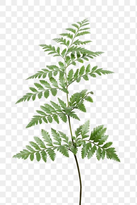 Leatherleaf Fern, Fern Illustration, Graphic Design University, Fiddlehead Ferns, Plant Png, Fern Design, Graphic Design Jobs, Learn Design, Tree Fern